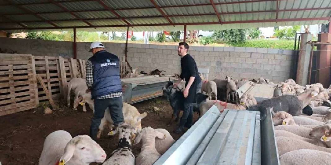 Fiyatlar 400.000 TL’ye kadar çıkıyor! Pazarlıklı talep satıcıyı memnun ediyor 2